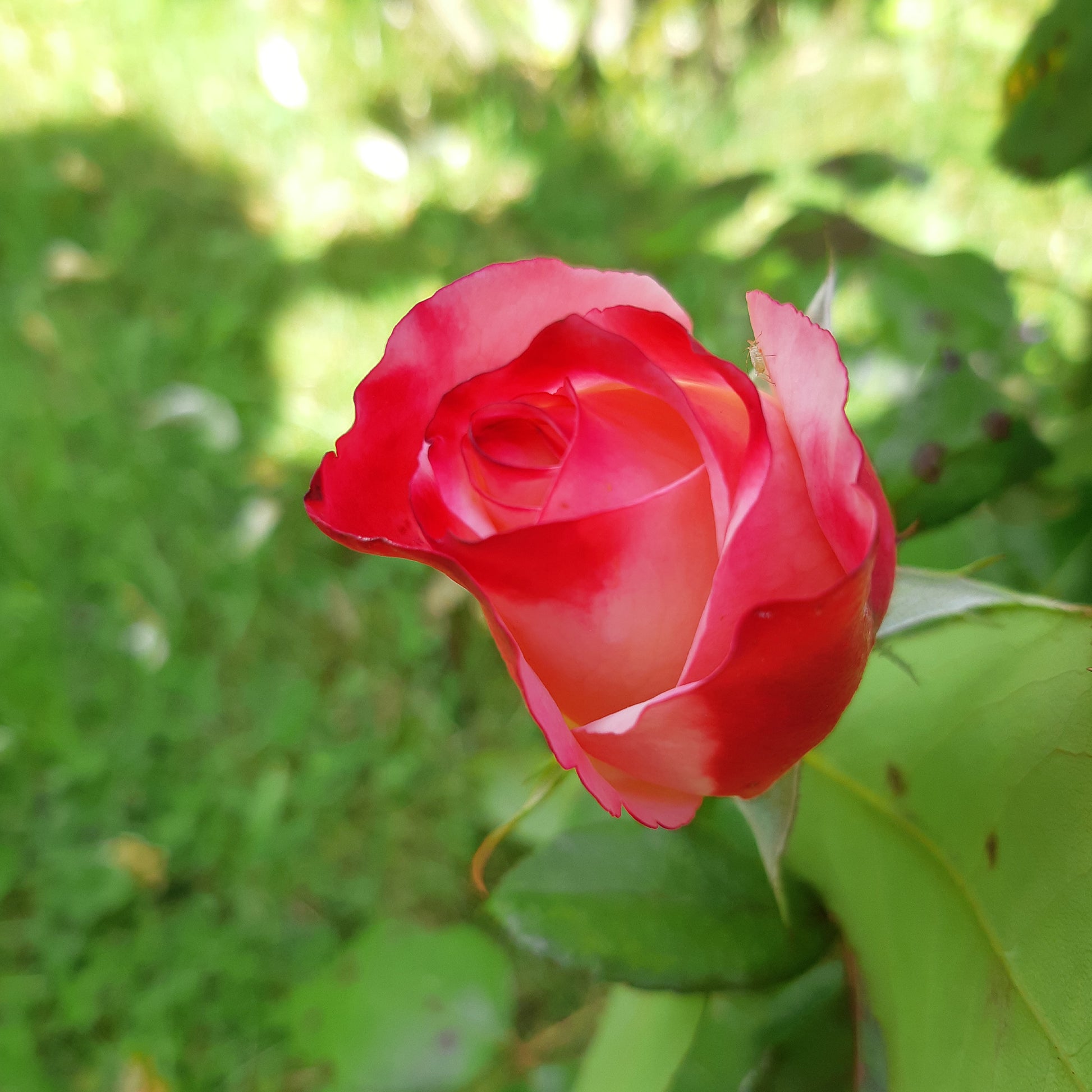 Verkauf Edelrose 'Nostalgie' - Rosa Nostalgie ®