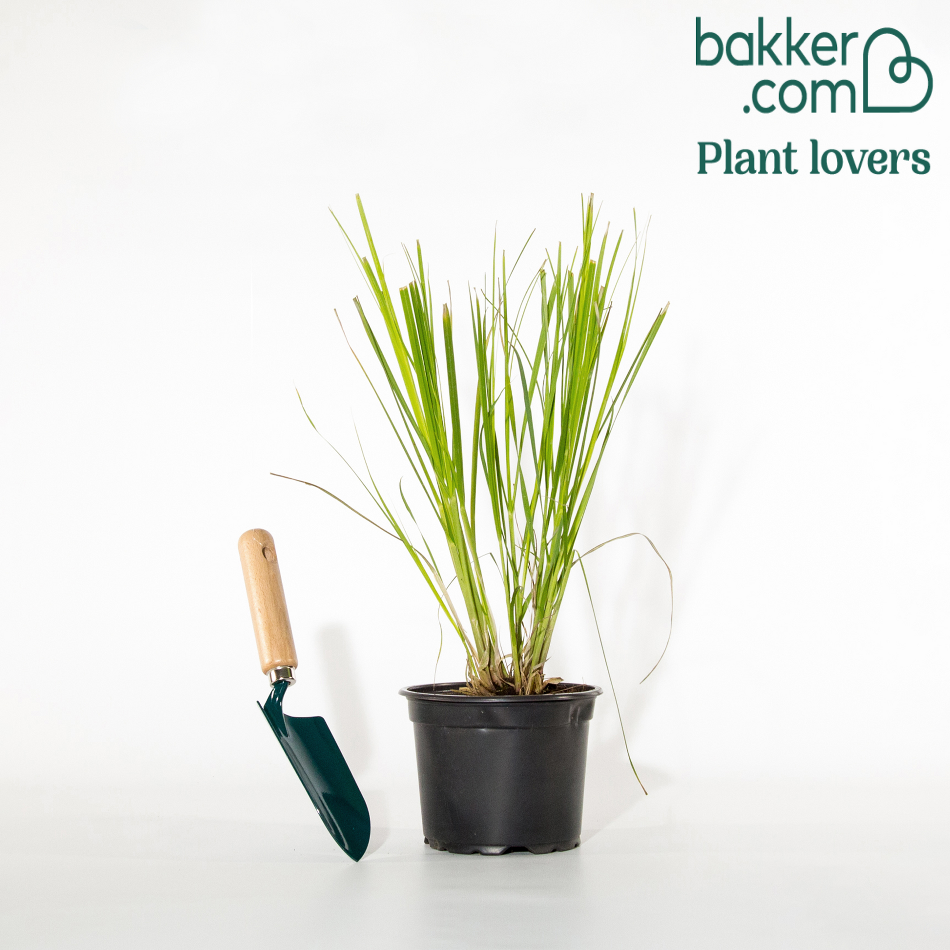 Pampasgras Cortaderia 'Pumila' - Cortaderia selloana pumila