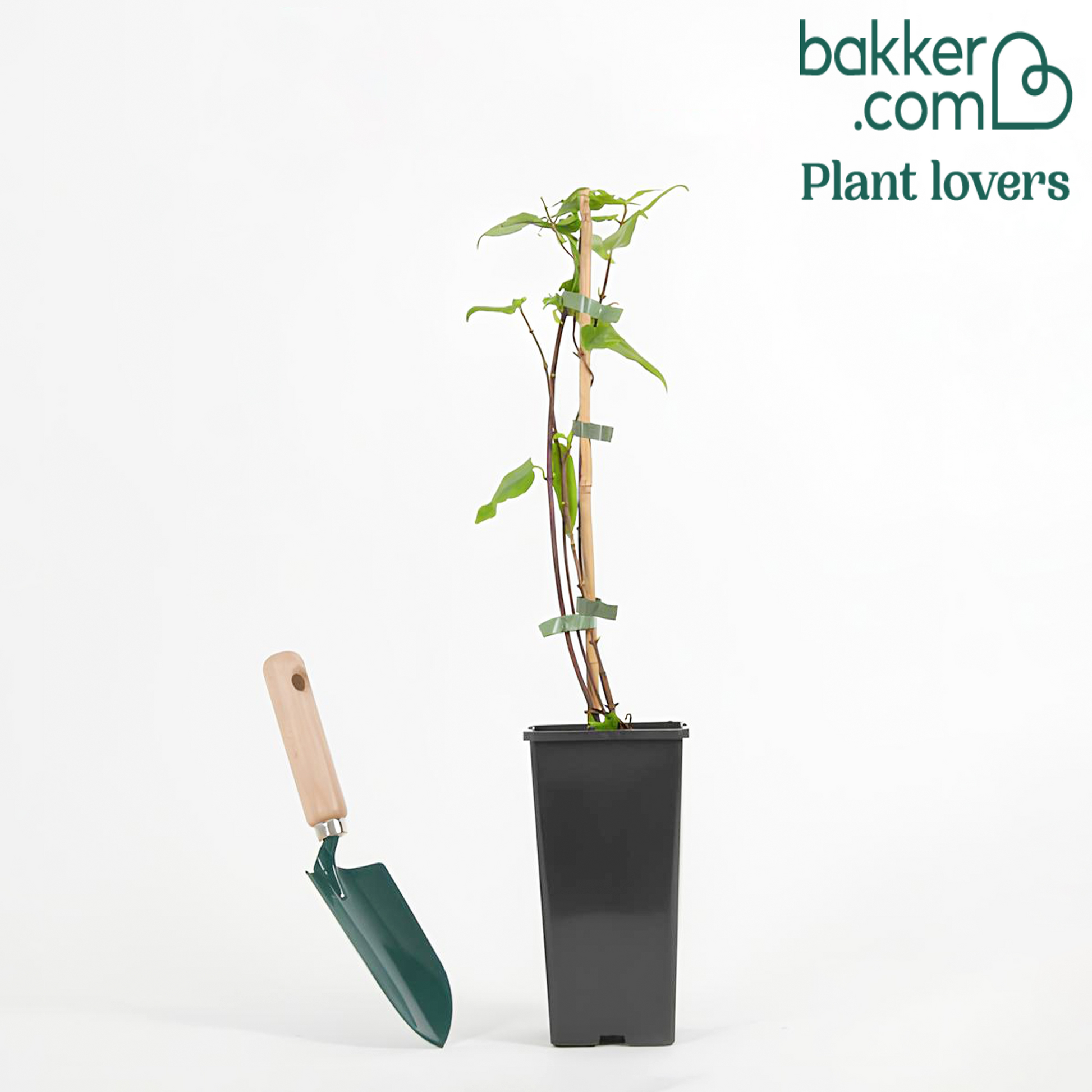 Henrys kletterndes Geißblatt - Lonicera henryi - Bakker