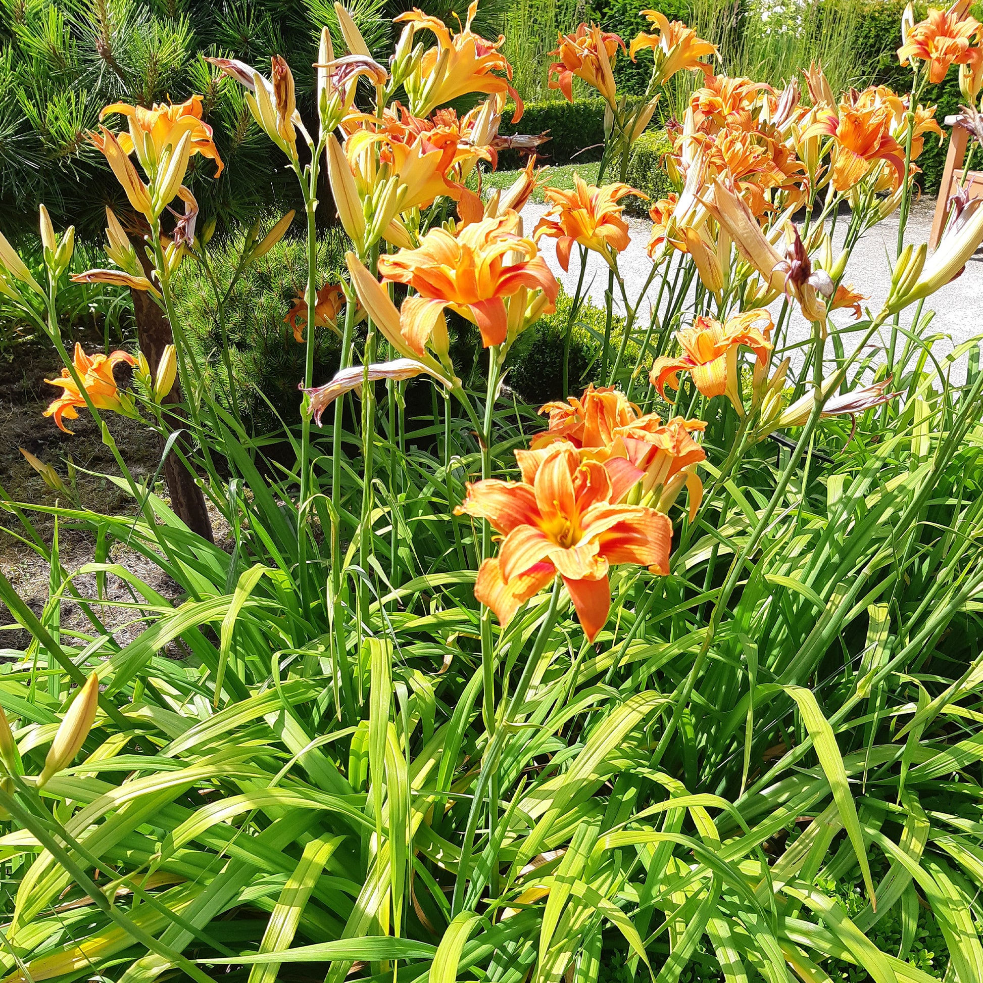 Gelbe Taglilie 'Flore Pleno' - Hemerocallis fulva flore pleno - Bakker