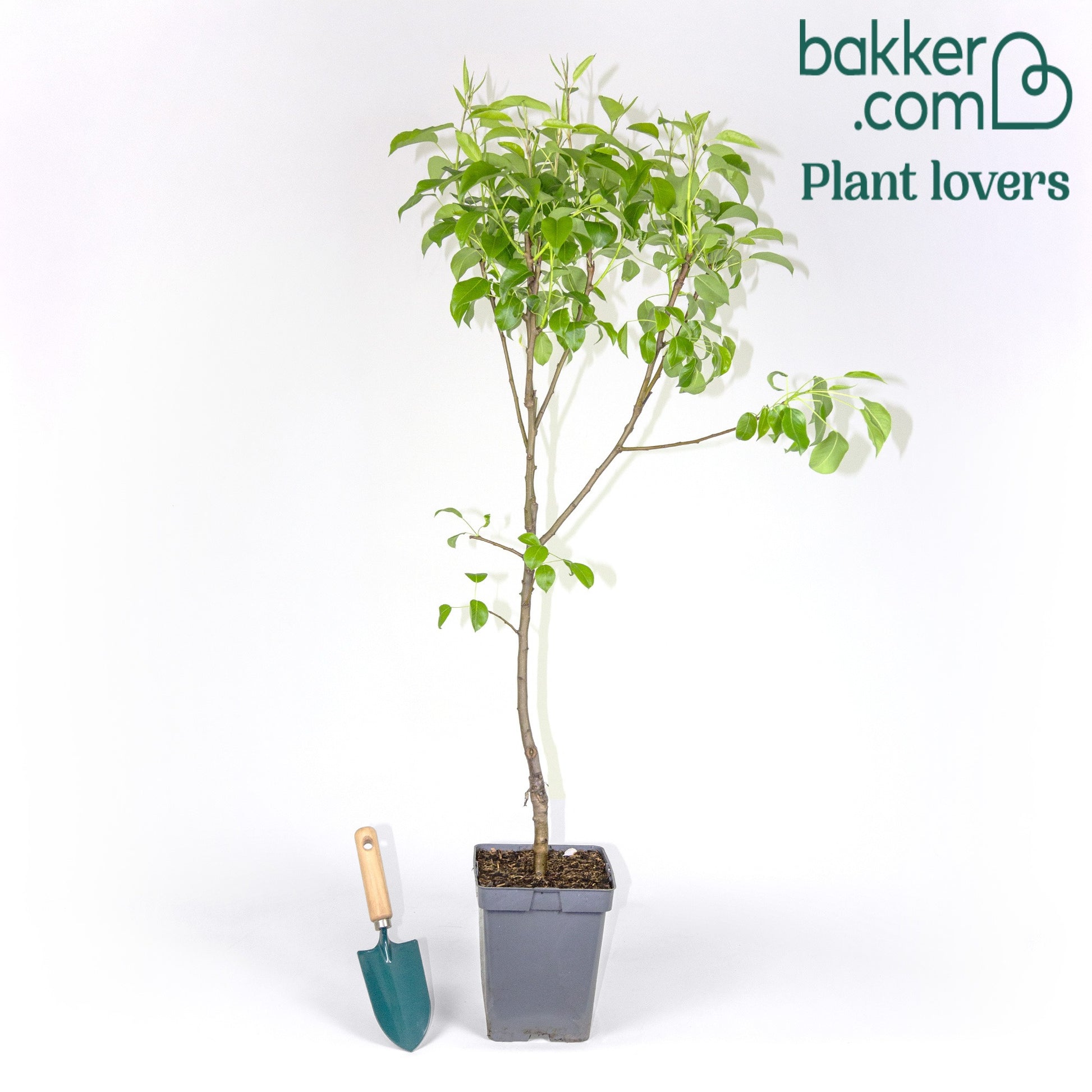 Pot / 5L / Hoogte 70-90cm
