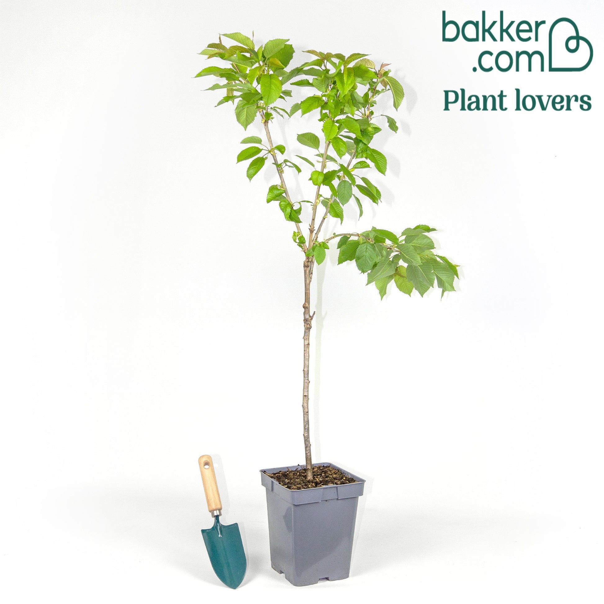 Pot / 5L / Hoogte 70-90cm