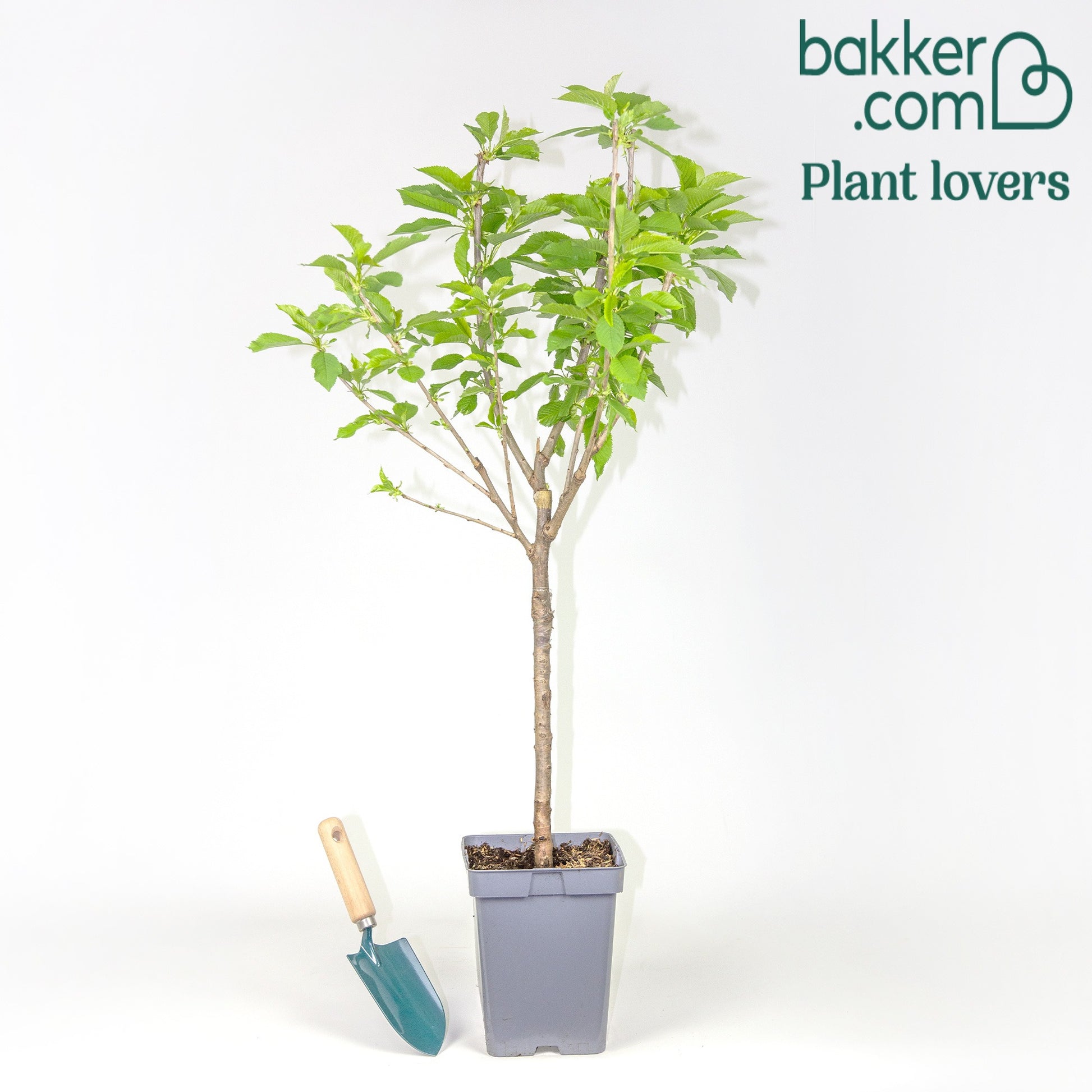 Pot / 5L / Hoogte 70-90cm