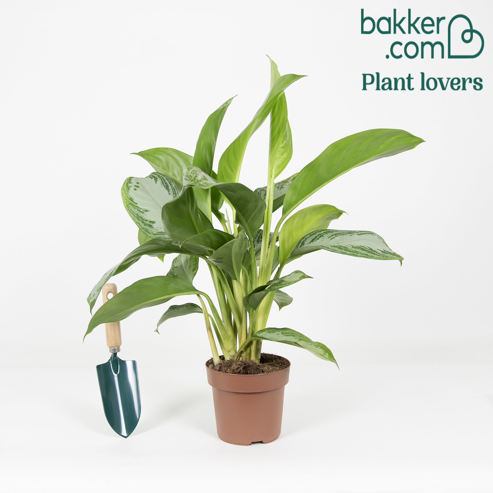 Aglaonema silver bay