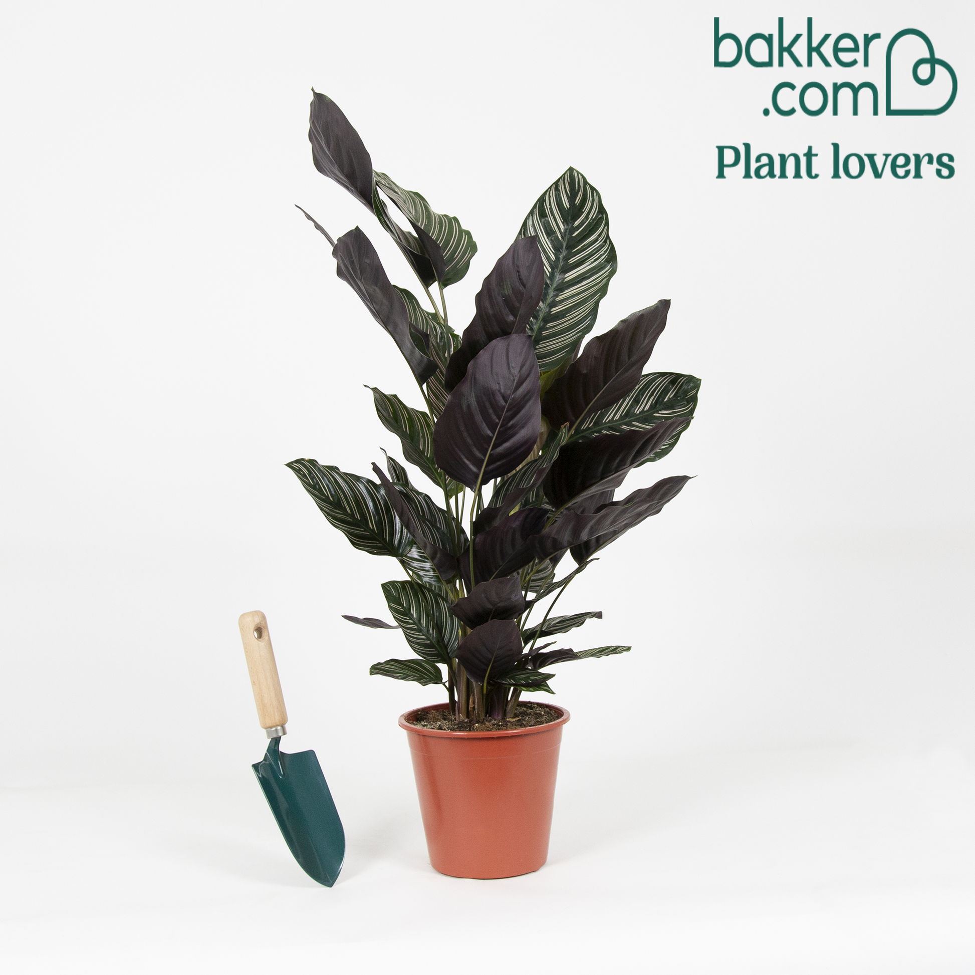 Korbmarante 'Ornata' XL - Calathea ornata