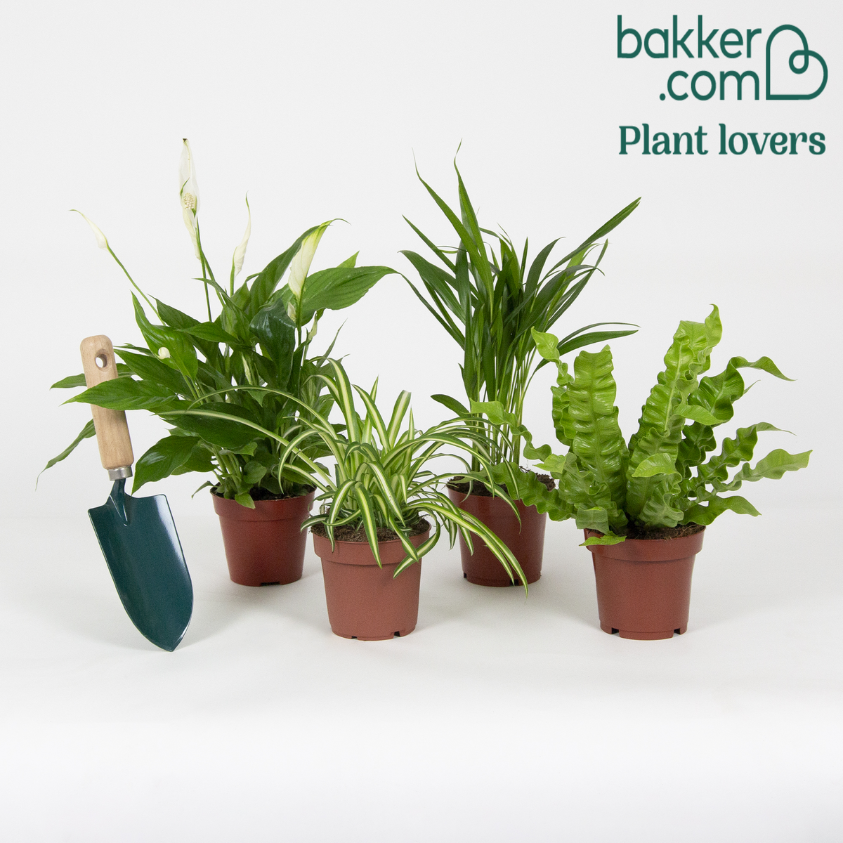 Luftreinigende Pflanzen Mischung (x4) - Areca dypsis, chlorophytum 'atlantic', asplenium, spathiphylum - Grünlilie – Chlorophytum