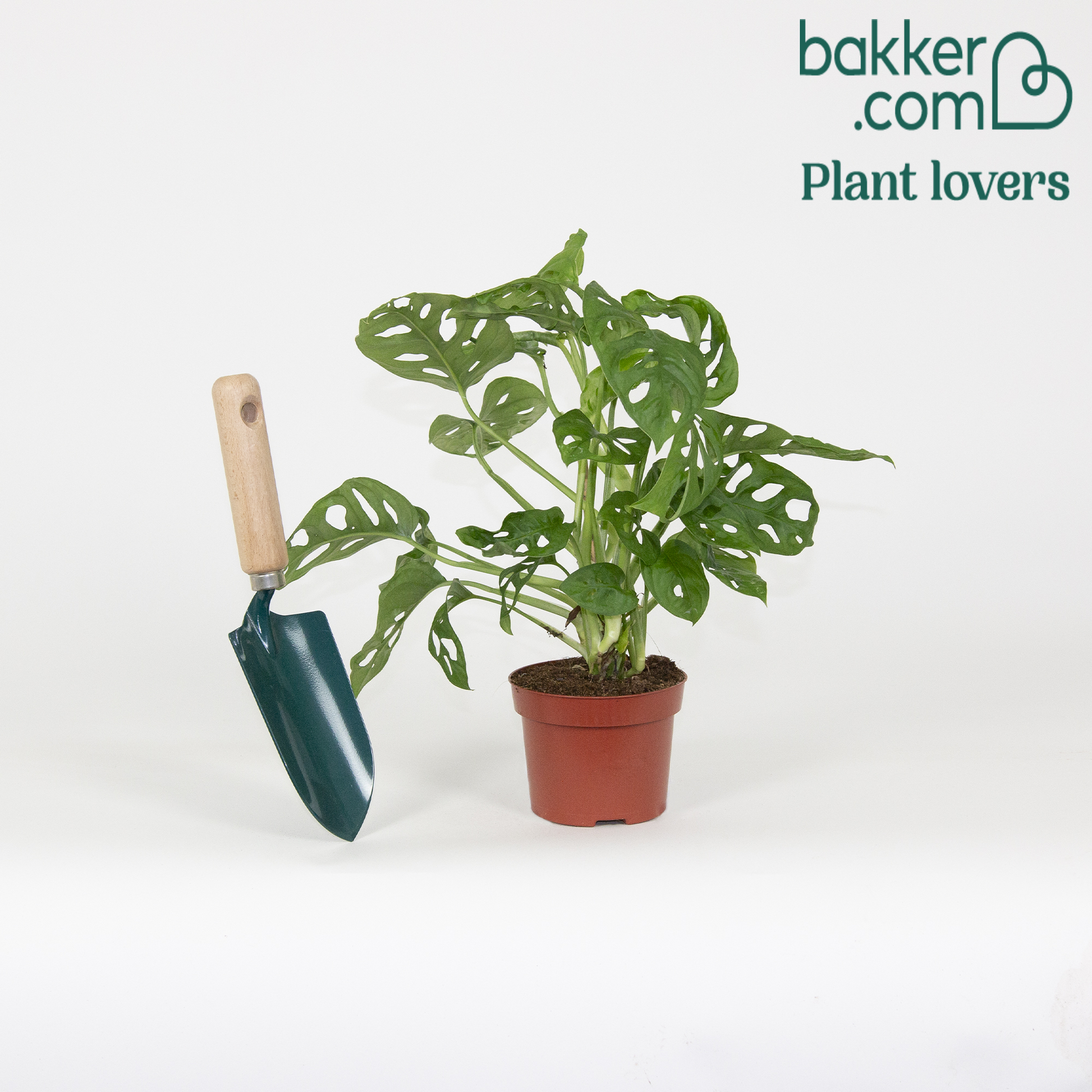 Monstera deliciosa monkey mask