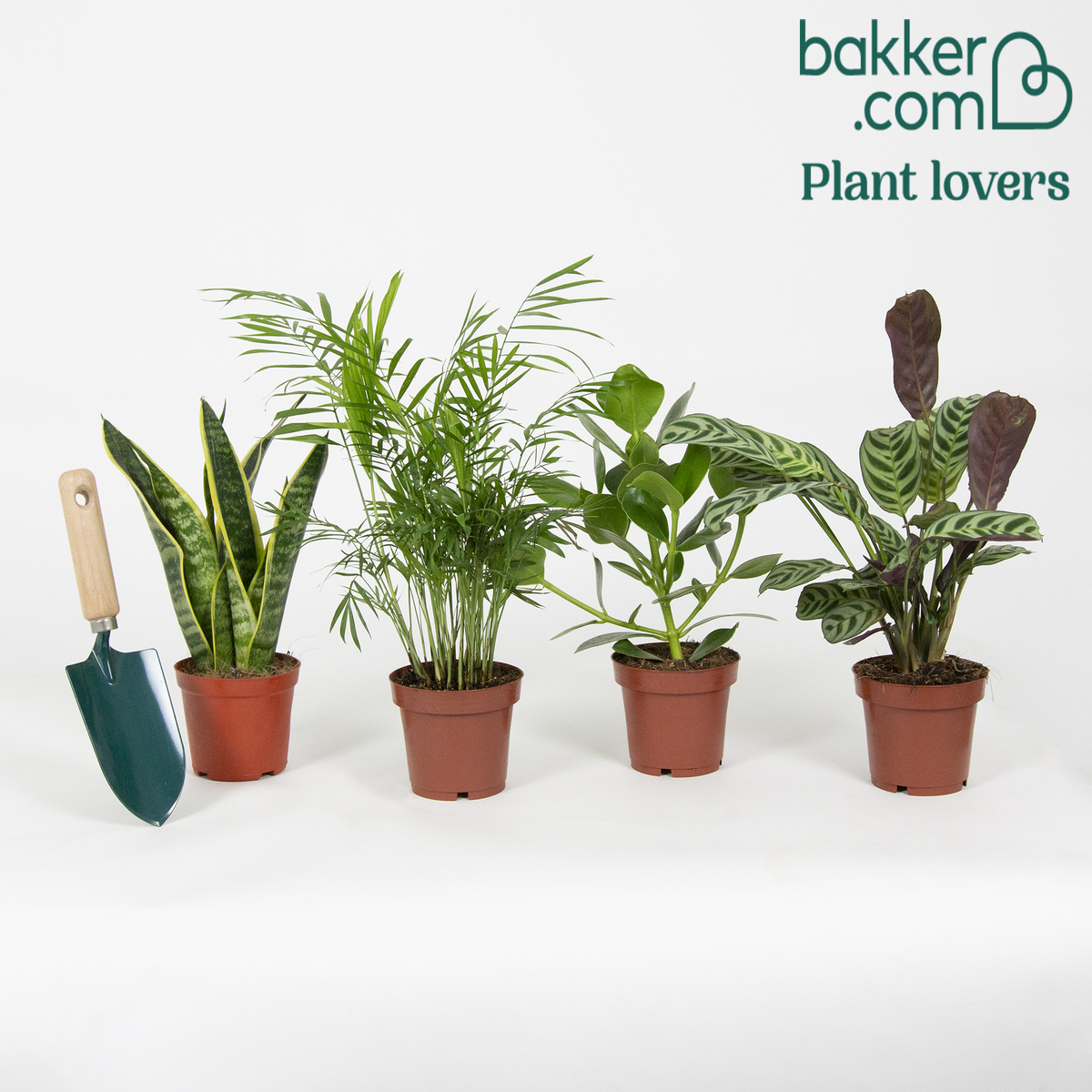 Pflegeleichte Zimmerpflanzen Mischung (x4) -  clusia, chamaedorea, ctenanthe burle marxii, sansevieria