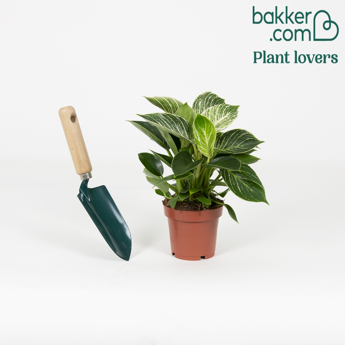 Baumfreund White Wave' - Philodendron white wave