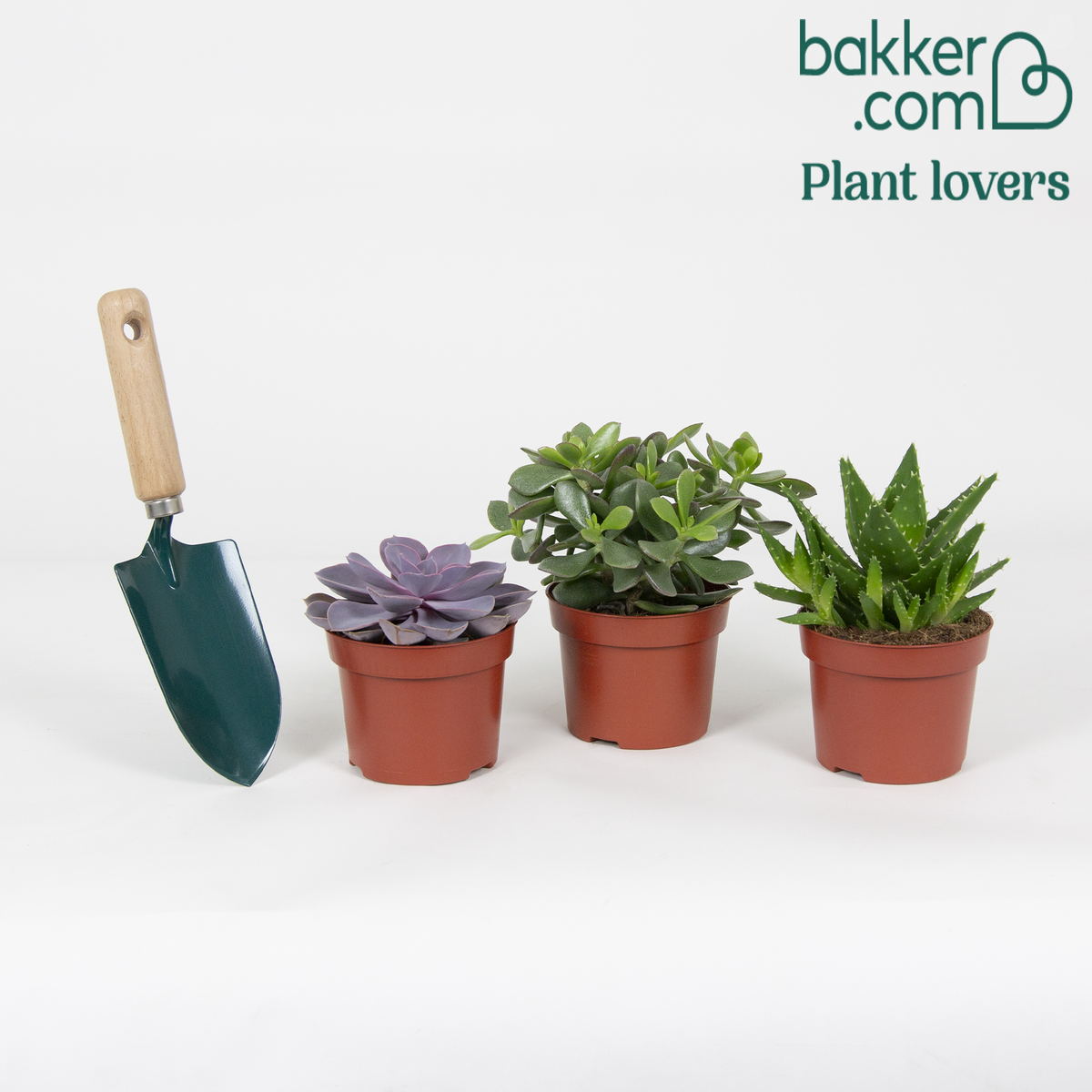 Sukkulentenmischung - Crassula 'Minova Magic' + 2 Gasterias (x3) - Aloe Perfoliata, Echeveria 'Purple Pearl', Crassula 'Minova Magic'