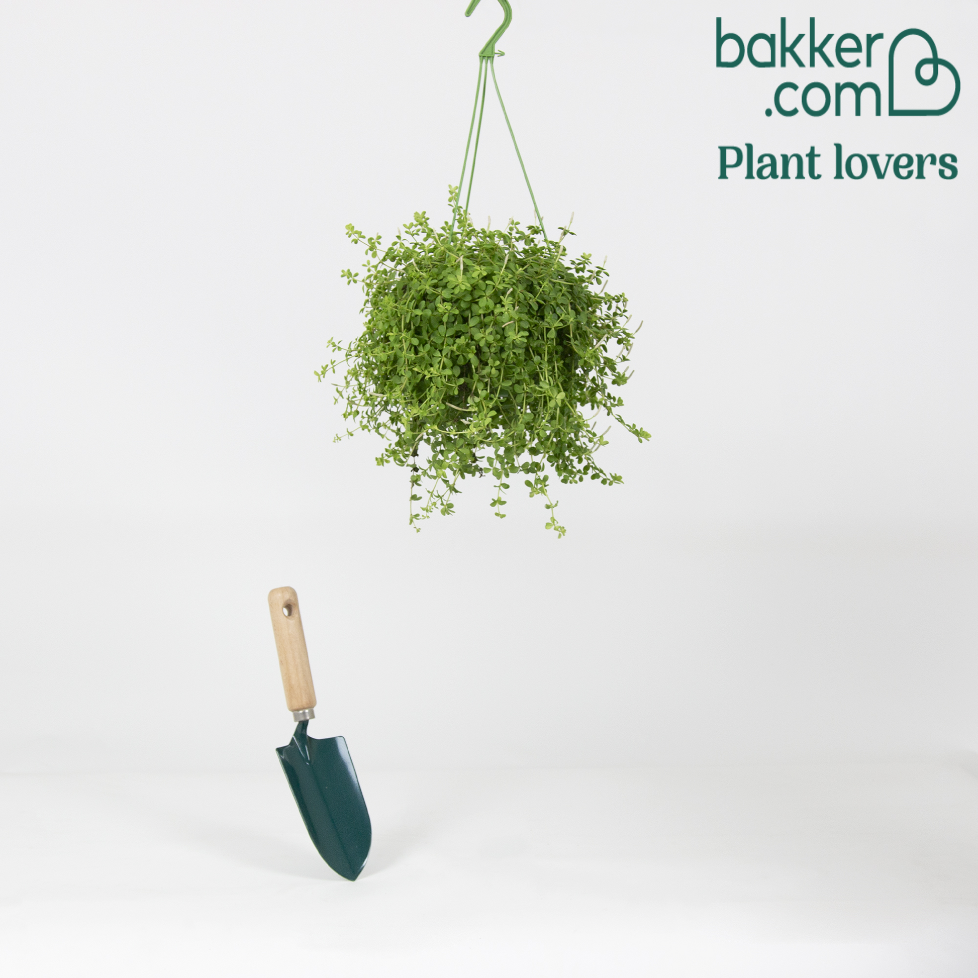 Zwergpfeffer 'Isabelle' - Peperomia isabelle