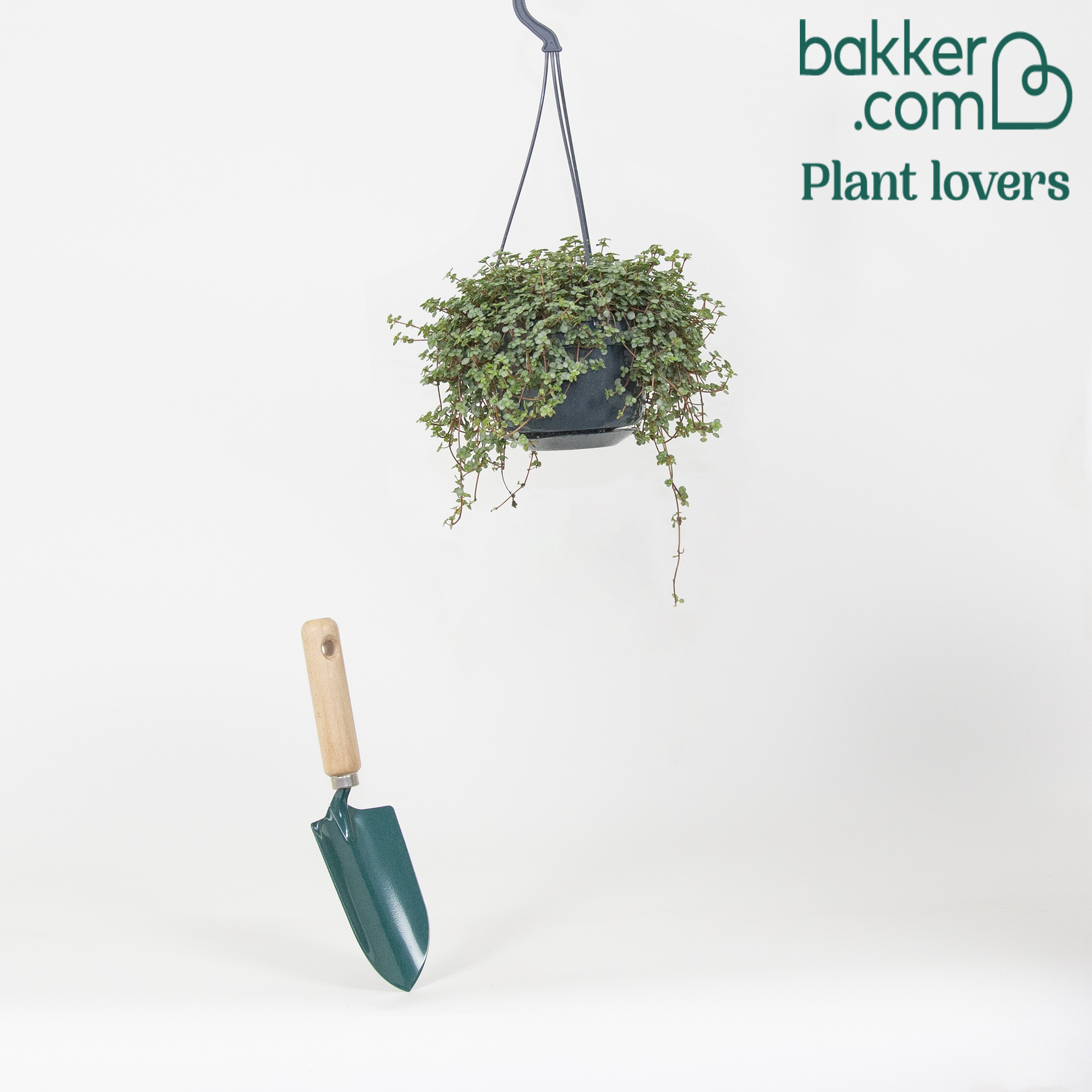 Kanonierblume - Pilea glaucophylla - Grüne Zimmerpflanzen