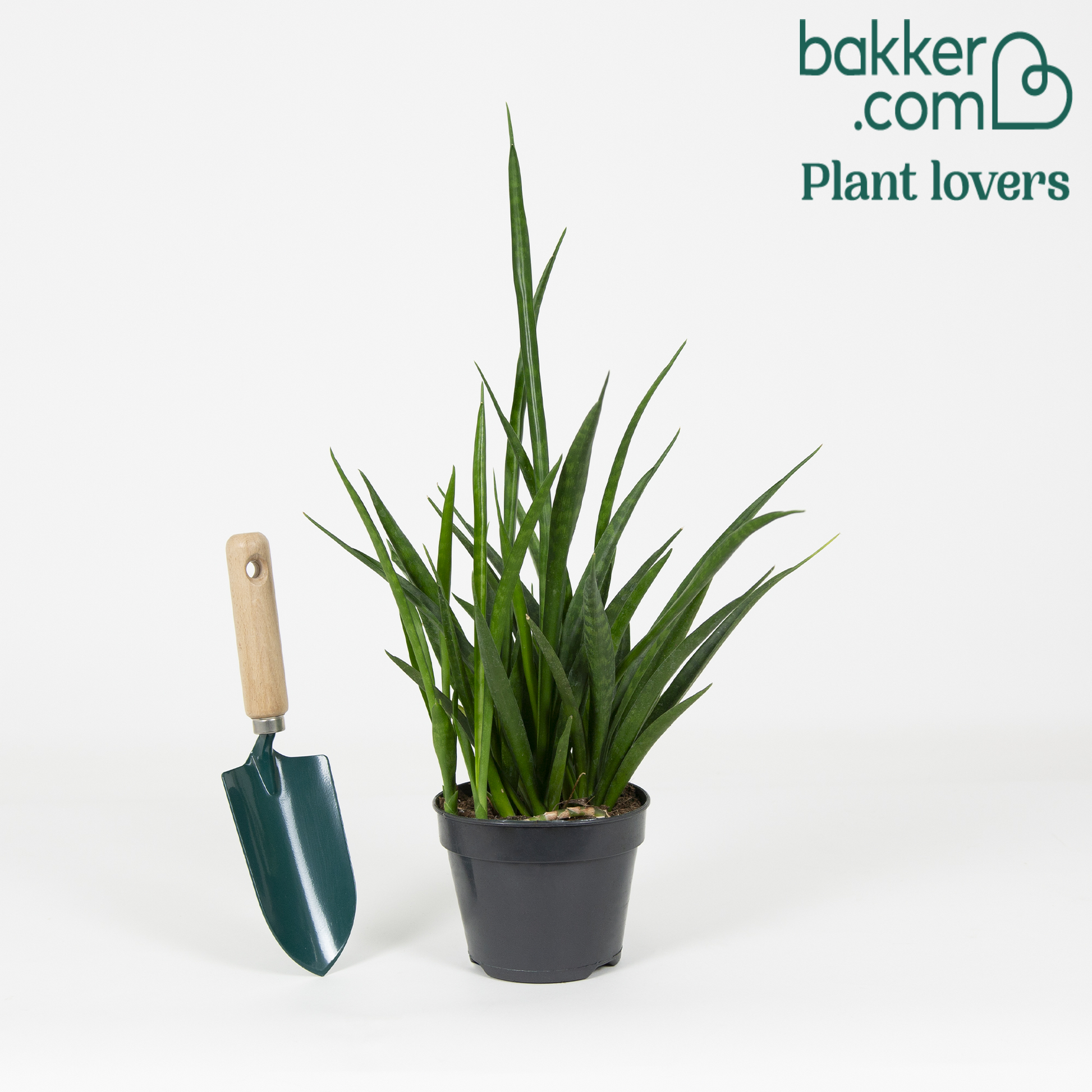Bogenhanf 'Friends' - Sansevieria kirkii friends