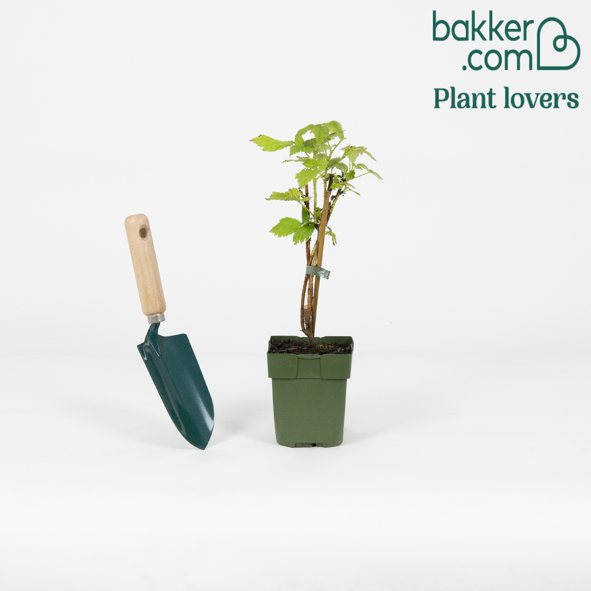 Himbeere 'Twotimer Sugana Red' - Rubus idaeus Twotimer Sugana Red