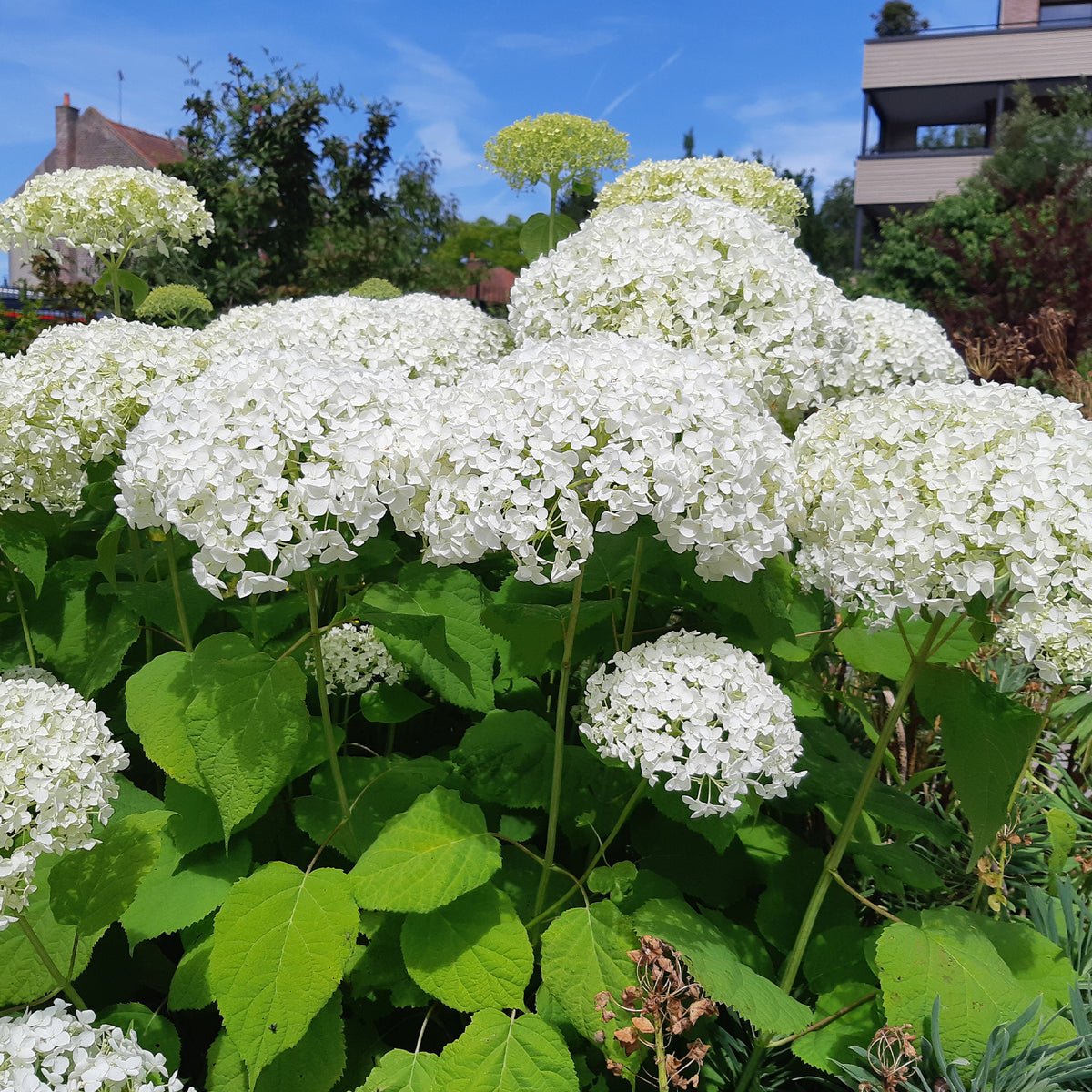 Hortensie 'Strong Annabelle' - Bakker