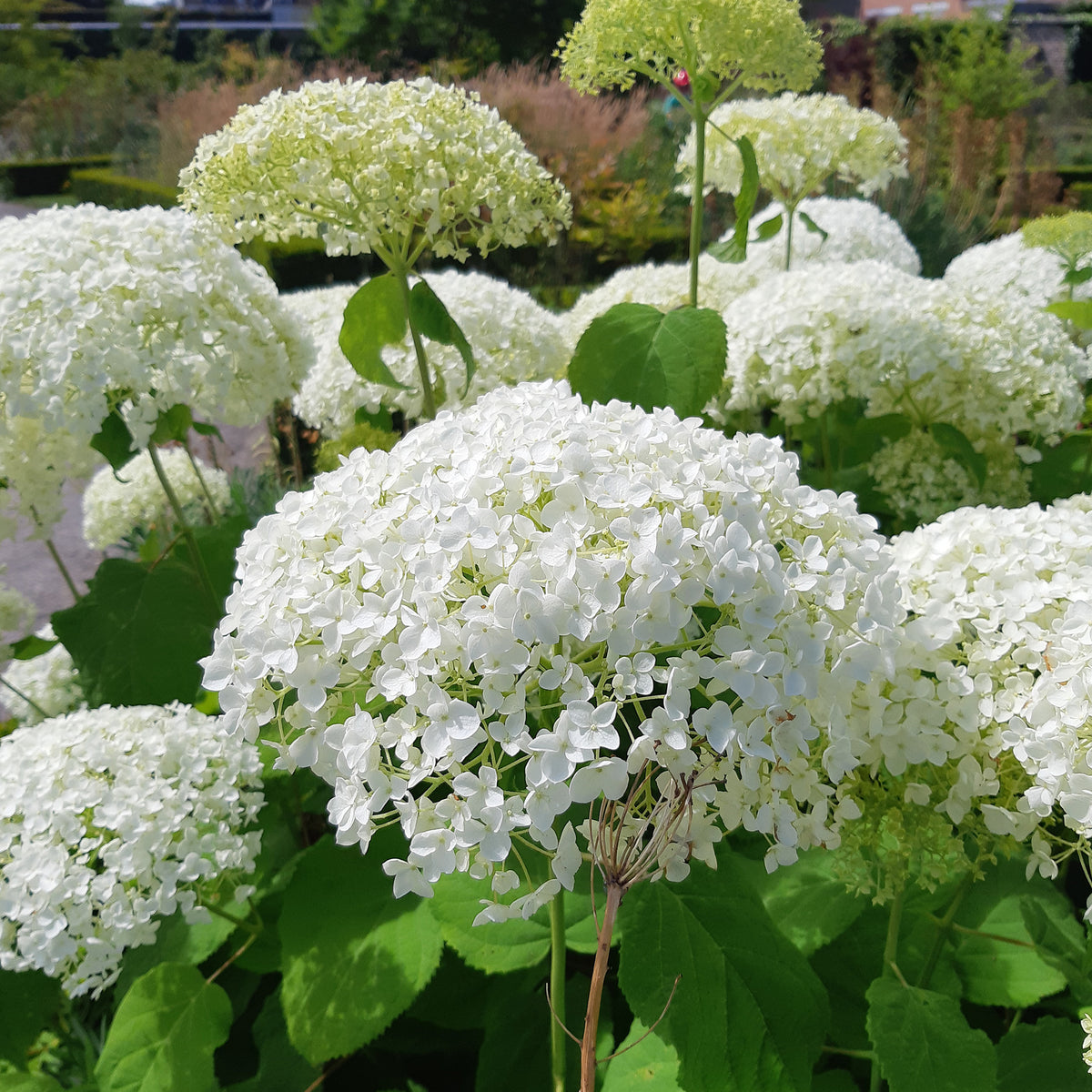 Hydrangea arborescens 'strong annabelle' - Hortensie 'Strong Annabelle' - Hortensien