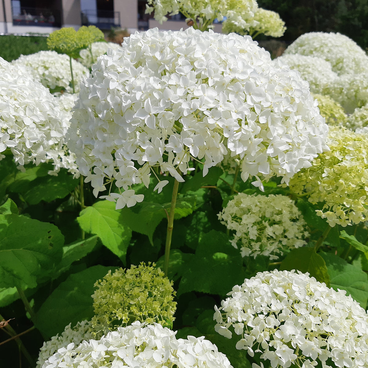 Hortensie 'Strong Annabelle' - Hydrangea arborescens 'strong annabelle' - Bakker