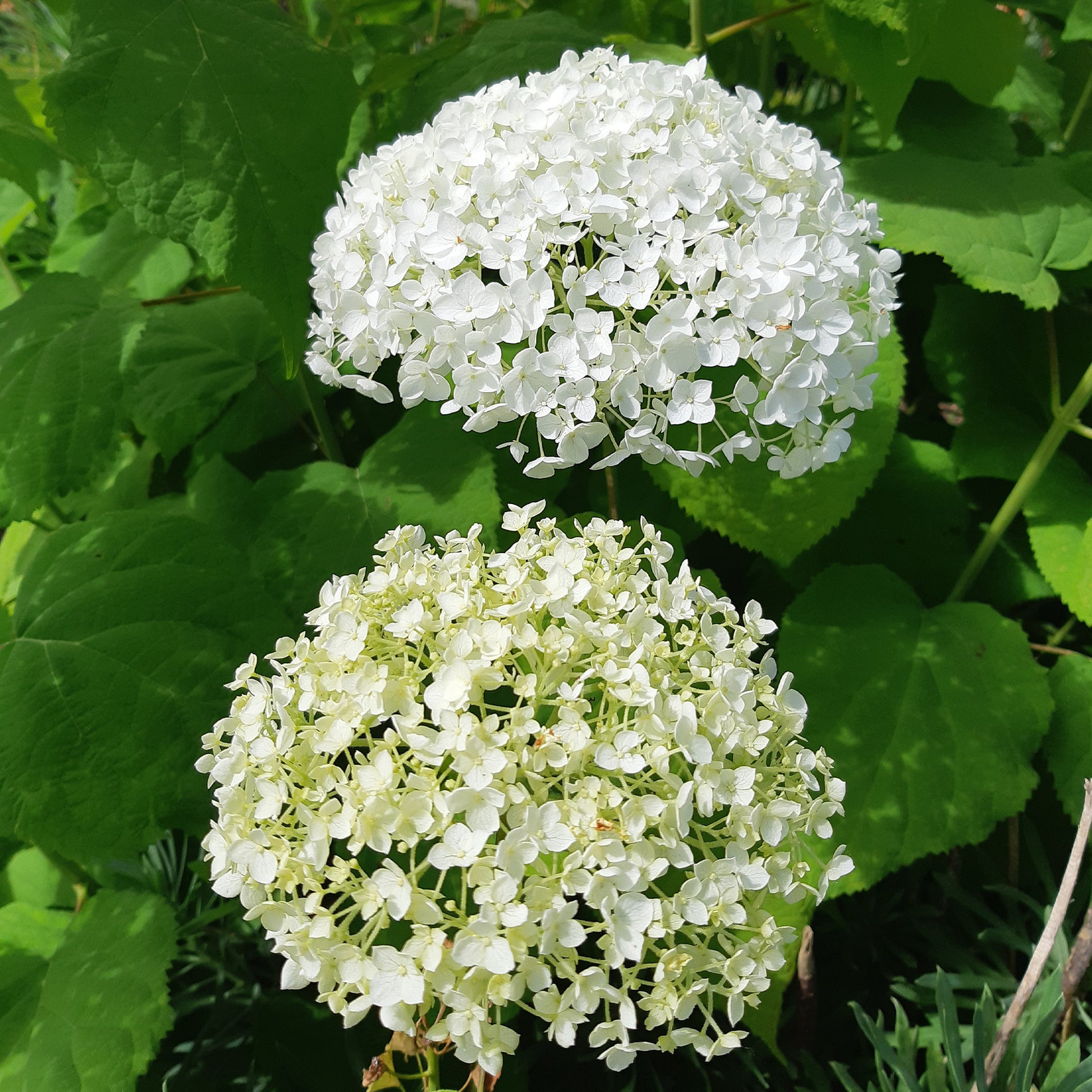 Hortensie 'Strong Annabelle' - Hortensien - Bakker