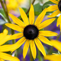 Verkauf Sonnenhut ‘Goldsturm’ - Rudbeckia fulgida Goldsturm