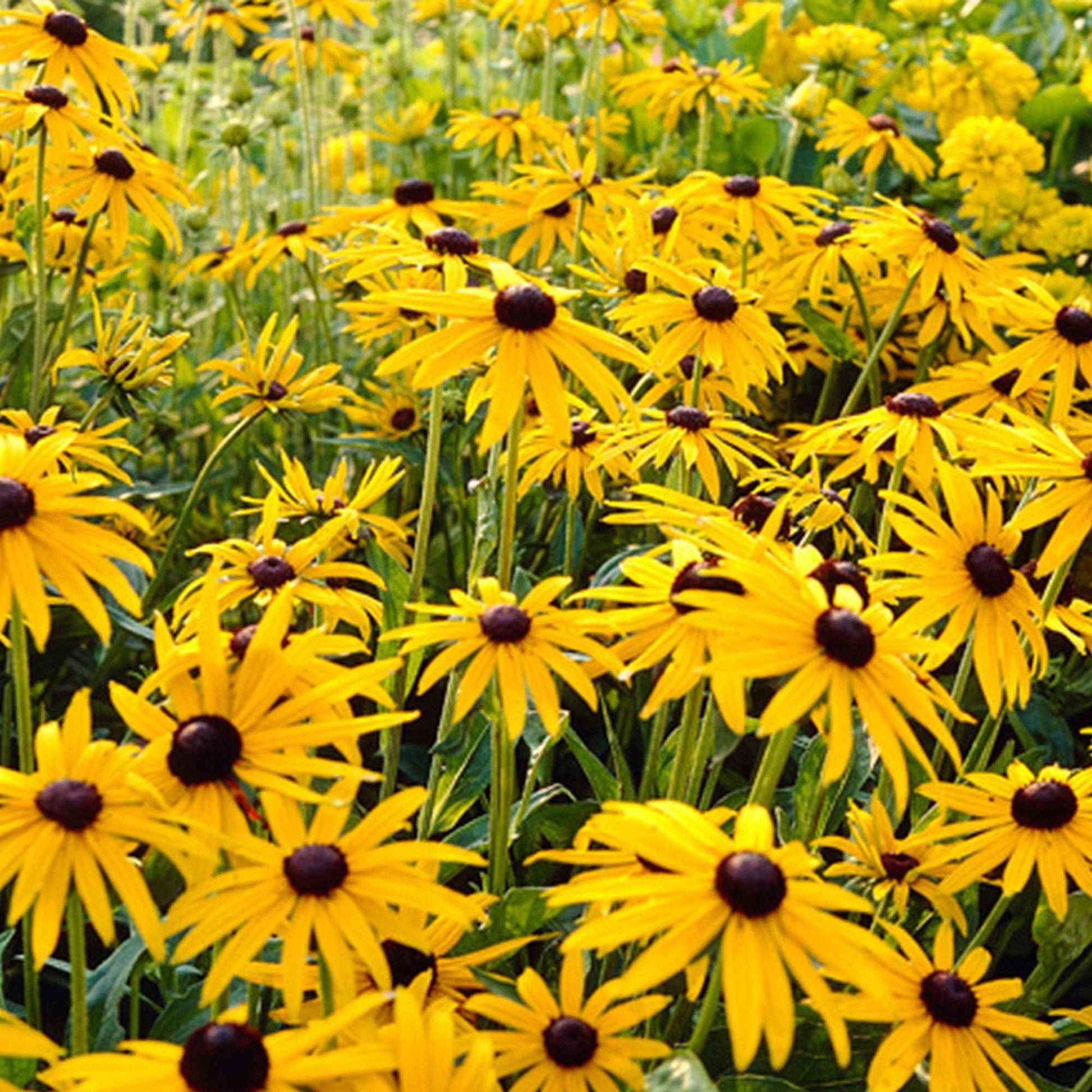 Rudbeckia - Sonnenhut ‘Goldsturm’ - Rudbeckia fulgida Goldsturm