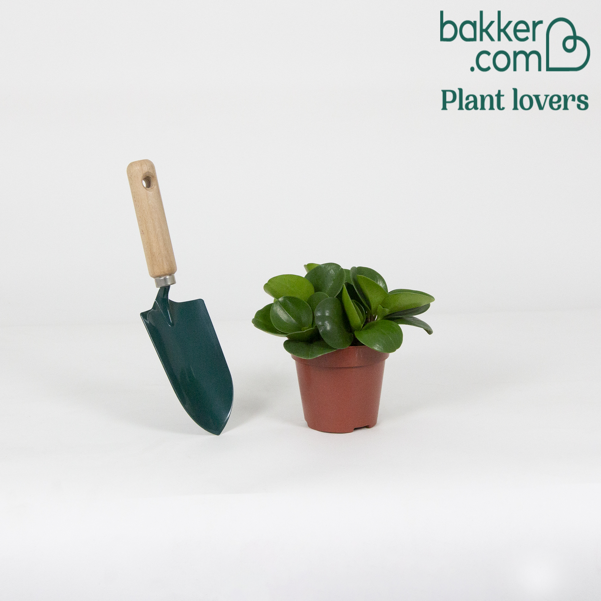 Krokodilstränen Peperomia obtusifolia - Peperomia obtusifolia
