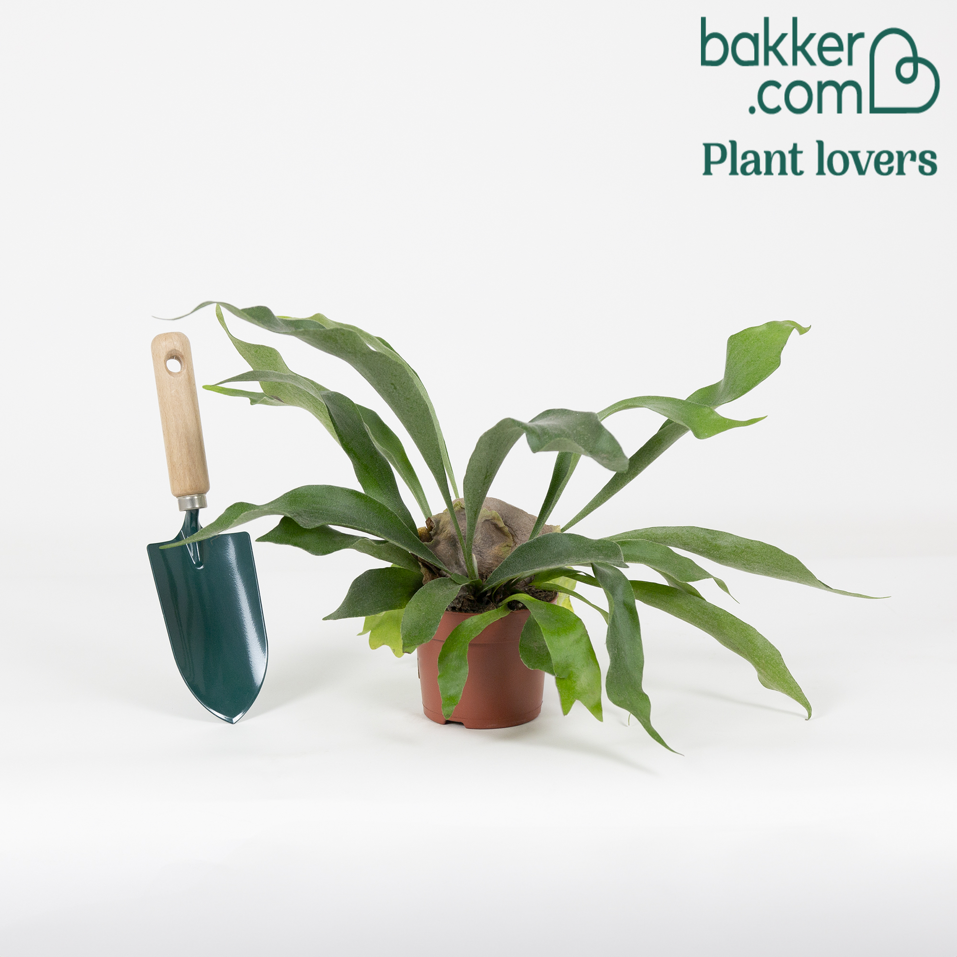 Geweihfarn Platycerium bifurcatum - Hängepflanze - Platycerium bifurcatum - Nach Trends