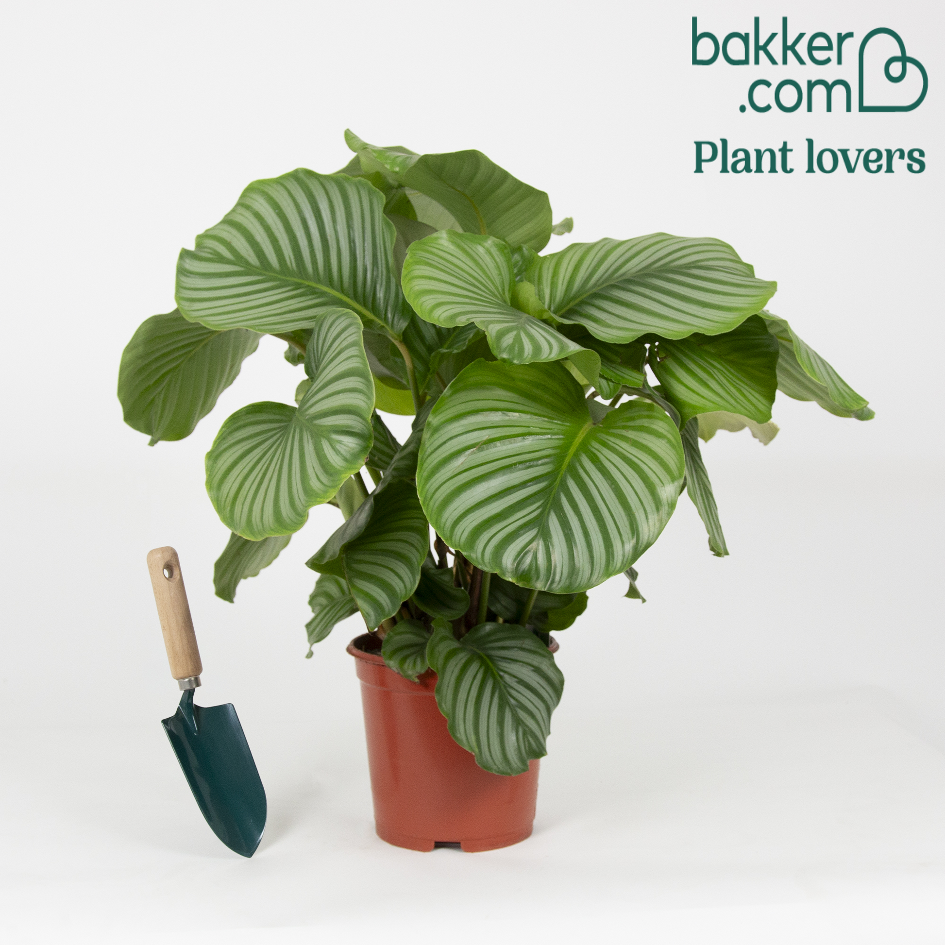 Calathea orbifolia - Calathea orbifolia