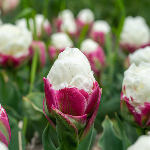 Tulpe 'Ice Cream' gefüllt (x7) - Tulipa Ice Cream - Bakker