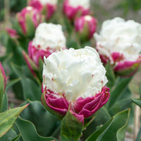 Tulpe 'Ice Cream' gefüllt (x7) - Bakker