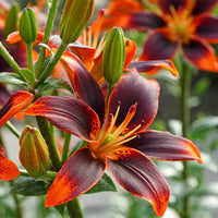 Asiatische Lilie Forever Susan (x5) - Lilium Forever Susan - Bakker
