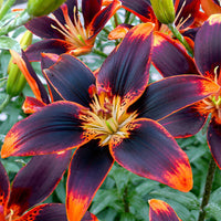 Asiatische Lilie Forever Susan (x5) - Bakker