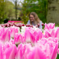 Gefranste Tulpe Huis ten Bosch (x20) - Tulipa Huis ten Bosch - Bakker