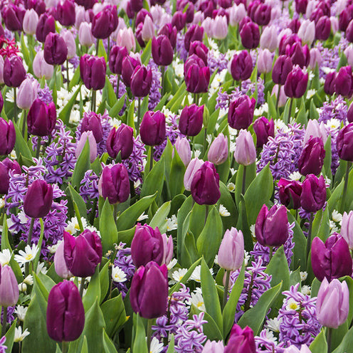 Hyacinthus, Tulipa, Anemone - Blumenzwiebel-Mischung 'Royal Purple' (x25) - Pakete mit Blumenzwiebeln