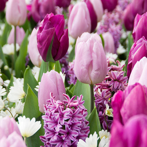 Blumenzwiebel-Mischung 'Royal Purple' (x25) - Hyacinthus, Tulipa, Anemone - Bakker