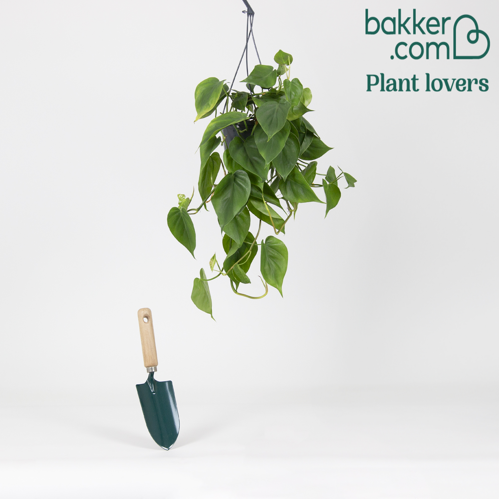 Samt-Philodendron - Philodendron scandens - Zimmerpflanzen