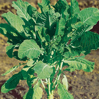 Futterkohl Proteor - Chou fourrager cavalier vert protéor - Bakker