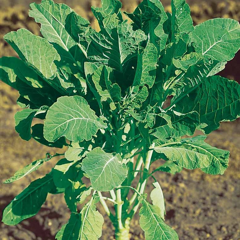 Futterkohl Proteor - Chou fourrager cavalier vert protéor - Bakker