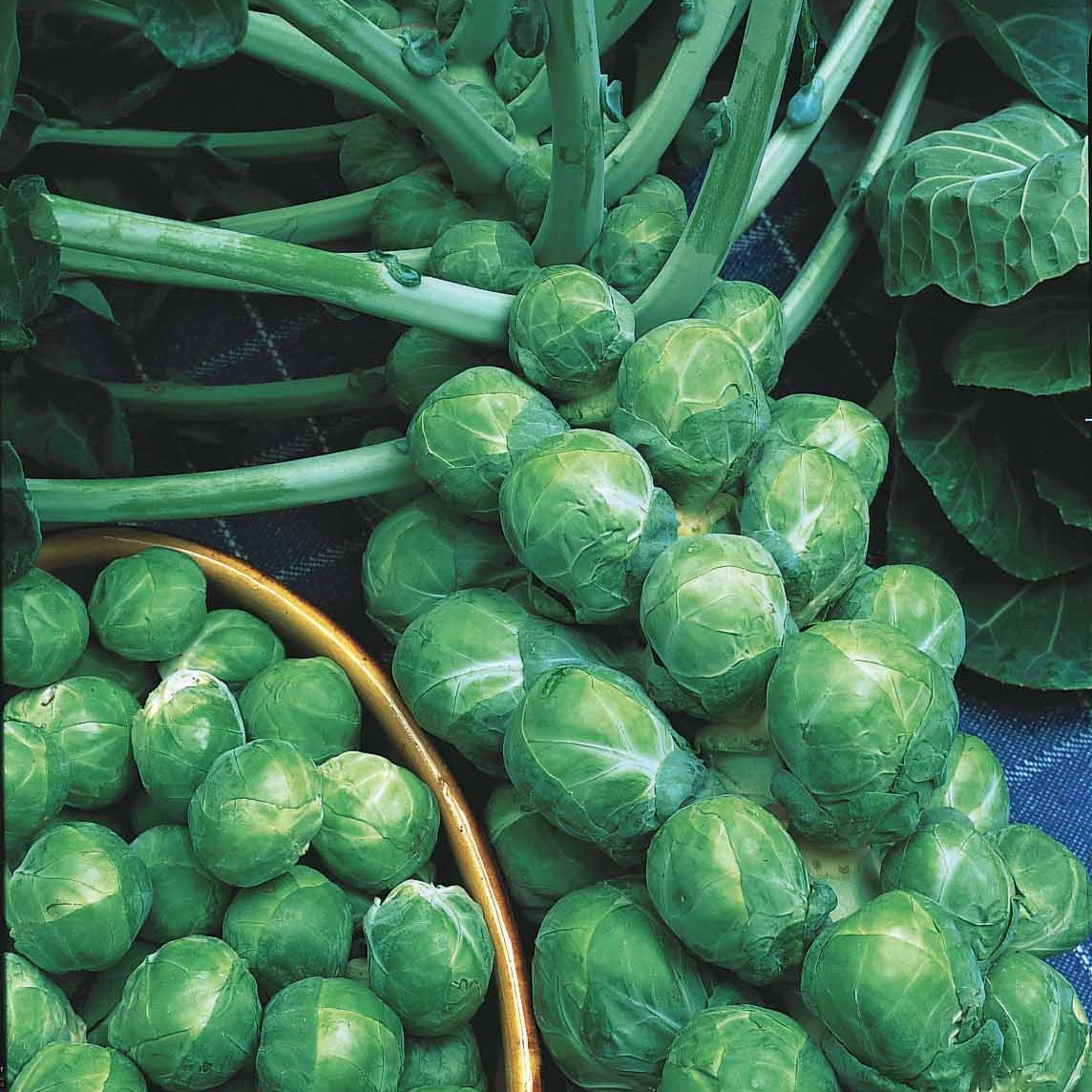 Rosenkohl ‘De Rosny’ - Bakker