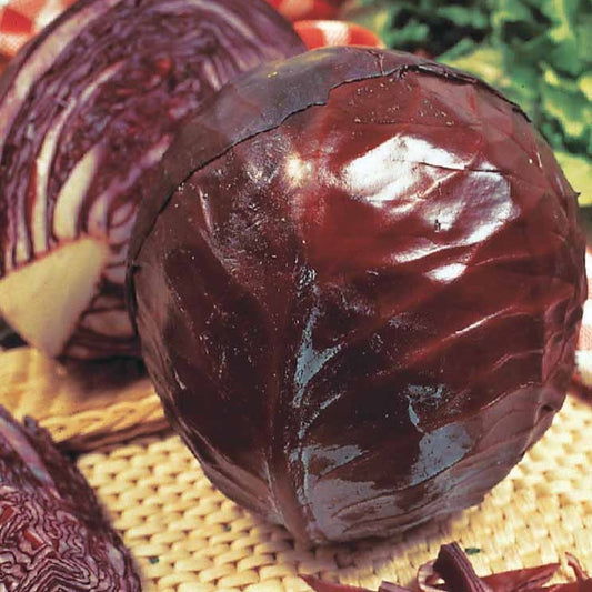 Rotkohl ‘Tete Noire 3’ - Bakker
