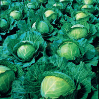 Brassica oleracea capitata vestri f1 - Weißkohl Vestri F1 - Samen für Kohl