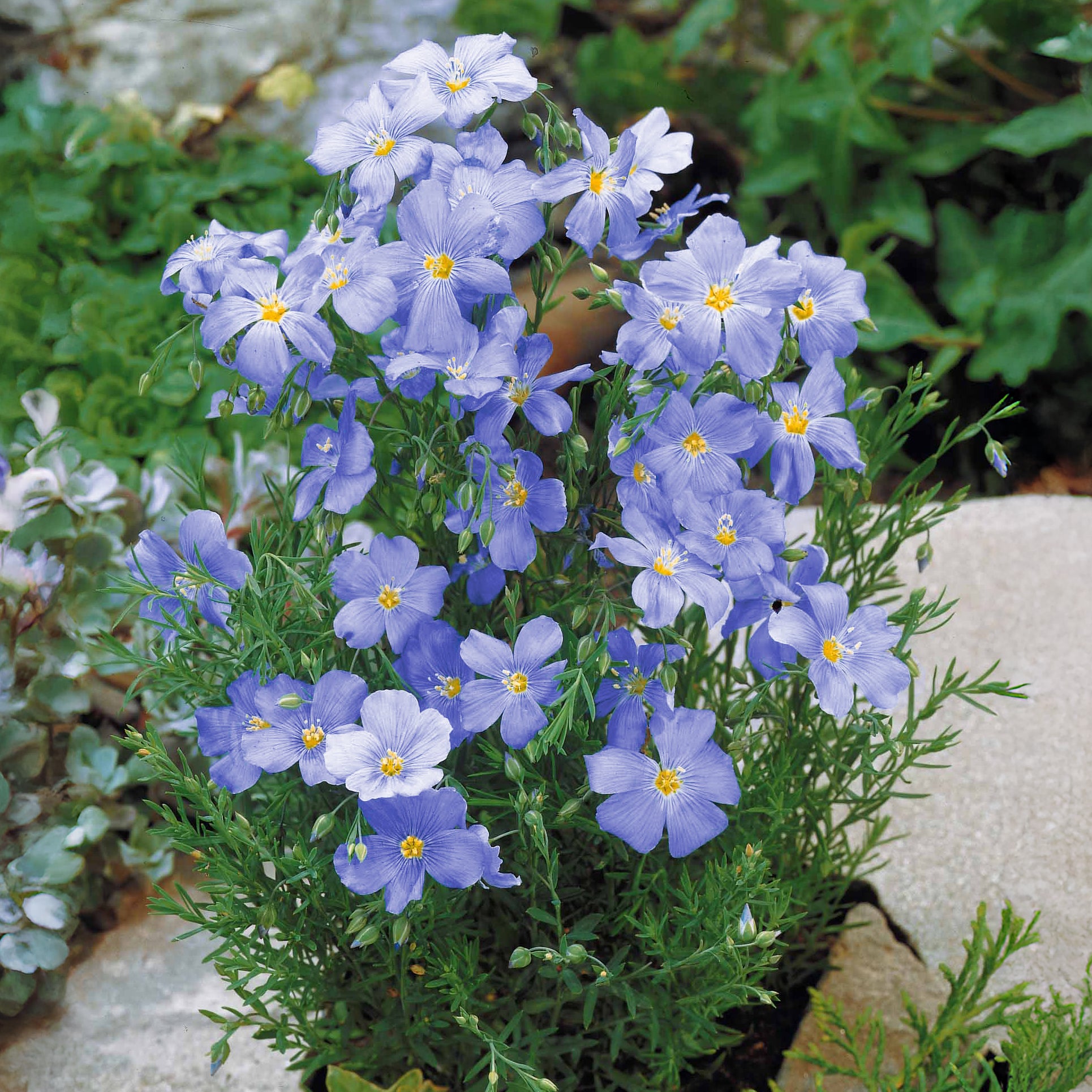 Blauer Stauden-Lein - Linum perenne - Bakker