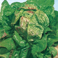 Lactuca sativa verpia (obt. clause) - Kopfsalat Verpia - Samen für Salate
