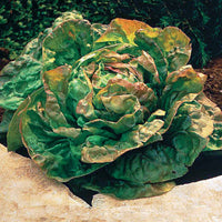 Kopfsalat De Trémont (Passion rosée) - Lactuca sativa de trémont (passion rosée) - Bakker