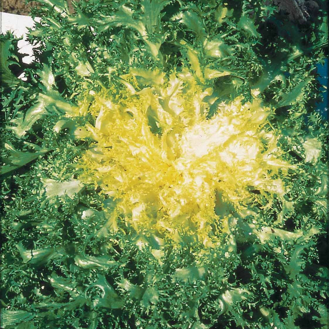 Krausblättriger Endiviensalat Grosse Pommant allein - Bakker