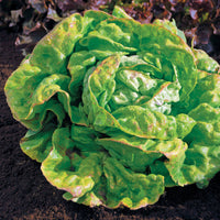Kopfsalat ‘Reine de Mai’ Bio - Bakker