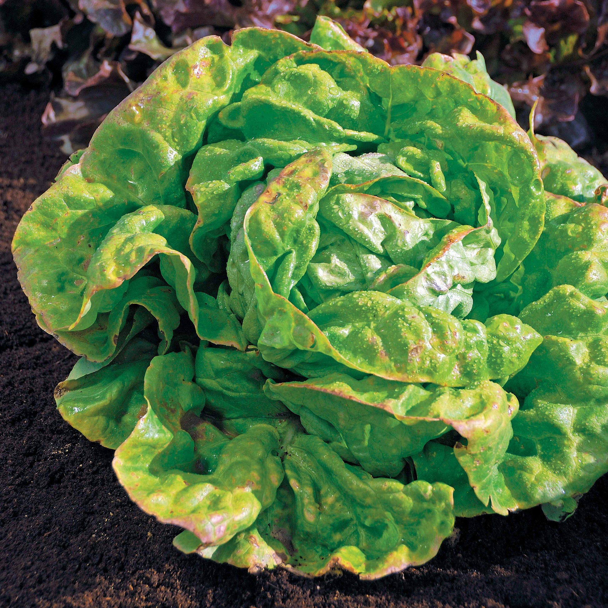 Kopfsalat ‘Reine de Mai’ Bio - Bakker