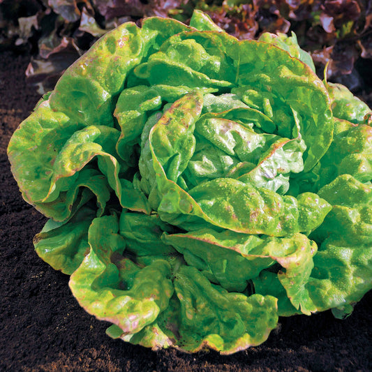Kopfsalat ‘Reine de Mai’ Bio - Bakker
