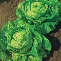 Lactuca sativa grosse blonde paresseuse - Kopfsalat ‘Grosse blonde paresseuse’ - Samen für Salate