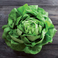 Kopfsalat Rigoletto - Lactuca sativa rigoletto - Bakker