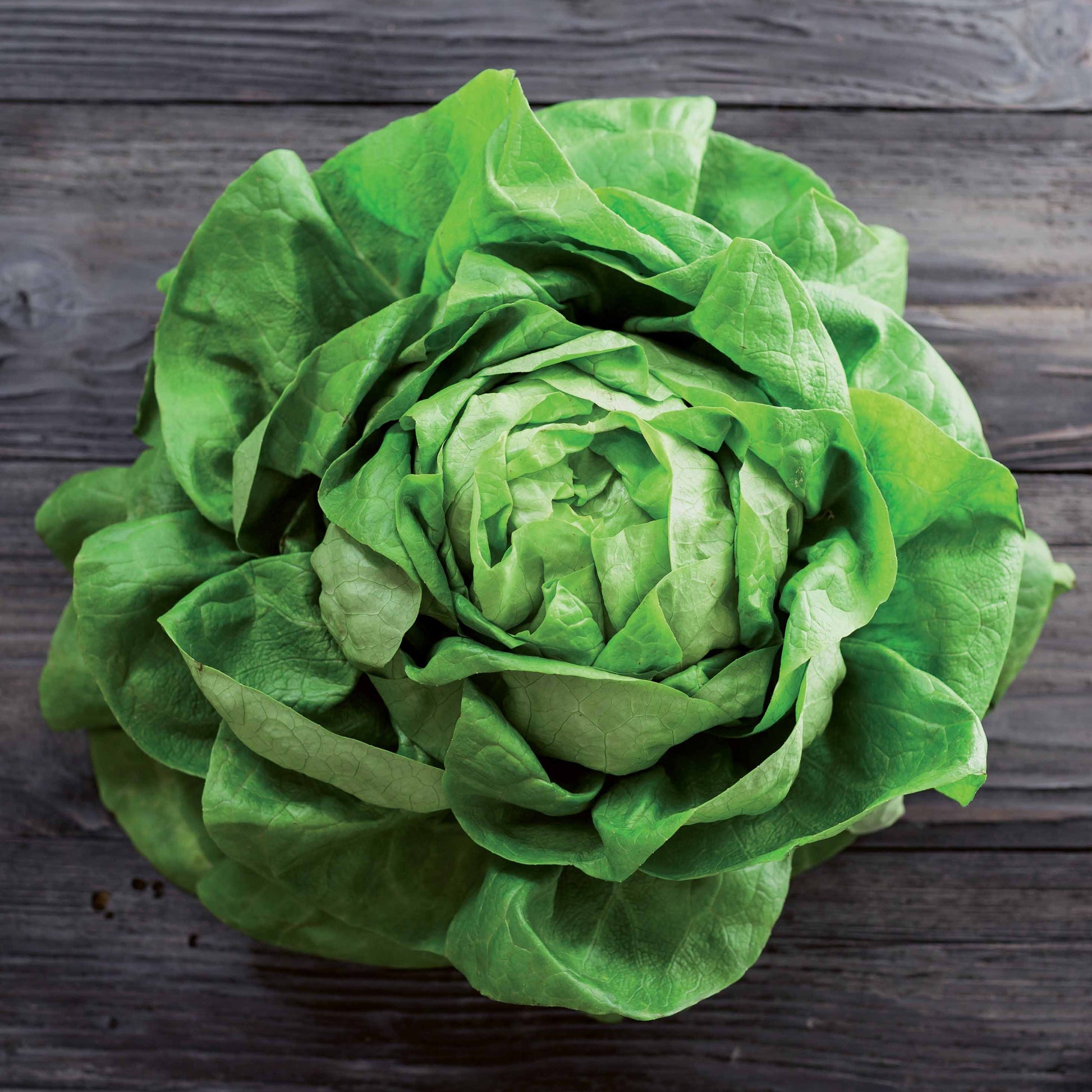 Kopfsalat Rigoletto - Lactuca sativa rigoletto - Bakker
